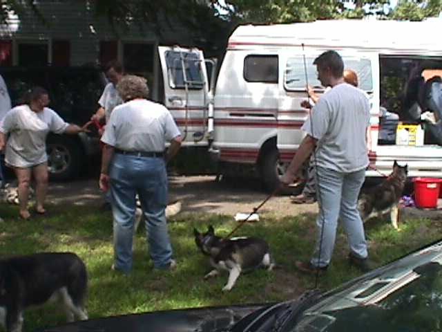 Tails of the Tundra Siberian Husky Rescue Inc: NJ Freedom Run